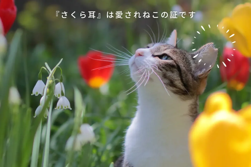 あなたの思いやりが小さな命を救います