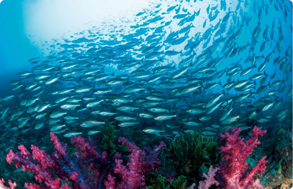 魚の大群